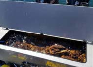 35 USG aerated transom fish locker with cutting board and high fish rail